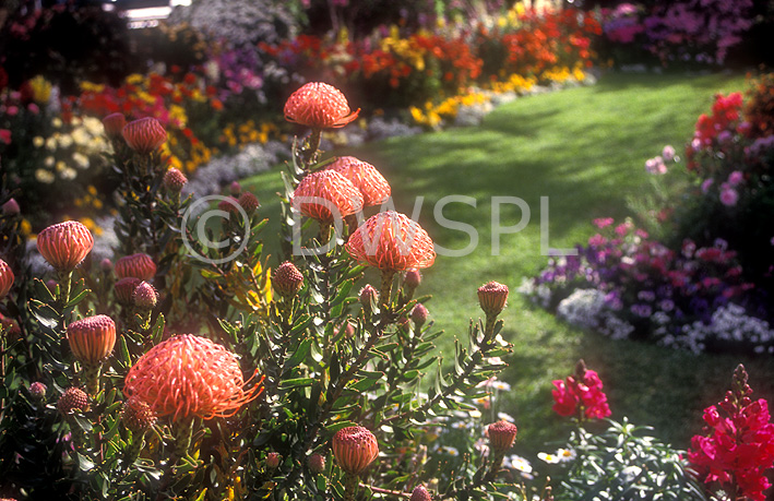 stock photo image: Flower, flowers, leucospermum, cordifolium, leucospermum cordifolium, lawn, lawns.