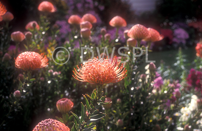 stock photo image: Flower, flowers, leucospermum, cordifolium, leucospermum cordifolium.