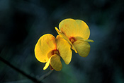 TWISTED PARROT PEA (DILLWYNIA RETORTA)