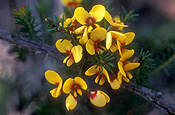 EGGS AND BACON (DILLWYNIA SERICEA)