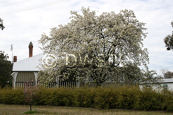 stock photo image: Tree, trees, mongolian, mongolian pear, mongolian pear tree, mongolian pear trees, pyrus, ussuriensis, pyrus ussuriensis, house, houses, housing, chimney, chimneys, roof, roofs, rooves, cottage, cottages.