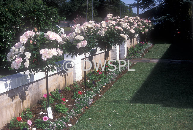 stock photo image: Flower, flowers, rose, roses, rose bush, rose bushes, standard, standards, standard rose, standard roses, standard rose bush, standard rose bushes, seduction, wall, walls, garden wall, garden walls.