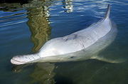 Marinelife, Marine life, Aquatic, Aquatic life, Sea life, Sealife, Placental Mammal, Placental mammals, mammal, mammals, Dolphin, dolphins, humpback dolphin, humpback dolphins, indo-pacific humpback dolphin, indo-pacific humpback dolphins, water.