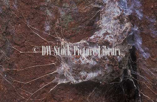 stock photo image: Spider, spiders, arachnid, arachnids, funnel web, funnel webs, funnelweb, funnelwebs, funnelweb spider, funnelweb spiders, funnel web spider, funnel web spiders, web, webs, spiders web, spiders webs, funnel-web spider, funnel-web spiders, tree funnel-web spider, tree funnel-web spiders, Hadronyche, Hadronyche formidabilis.