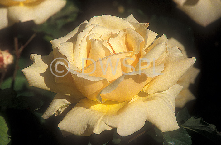 stock photo image: Floral, floral, flower, flowers, rose, roses, rosa, diamond jubilee, yellow, yellow flower, yellow flowers, hybrid, hybrids, hybrid tea rose, hybrid tea roses, tea rose, tea roses.