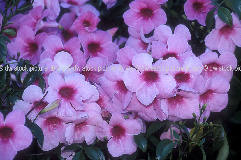 stock photo image: Flower, flowers, pink, pink flower, pink flowers, pandorea, pandoreas, jasminoides, pandorea jasminoides, bower plant, bower plants, bower of beauty, wonga vine, tecoma, tecoma jasminoides, rosea.