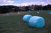 Australia, SA, South Australia, Rural, Rural Scene, Rural Scenes, Agriculture, farm, farms, Farming, Farmland, farm, farms, hay, bale, bales, baler, balers, hay bale, hay bales, crop, crops, straw, straw bale, straw bales.