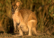Animal, Animals, Australia, Australian, Australian animal, Australian animals, macropod, macropods, macropus, mammal, mammals, marsupial, marsupials, wallabia, kangaroo, kangaroos, wallaby, wallabies, agile, agile wallaby, agile wallabies, macropus, agilis, macropus agilis.