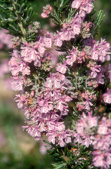 stock photo image: Herb, Herbs, rosemary, rosmarinus, officinalis, rosmarinus officinalis, majorca pink.