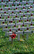 Australia, SA, South Australia, Adelaide, memorial, memorials, war memorial, war memorials, adelaide war memorial, remembrance, remembrance day, remembrance days, armistice, armistice day, armistice days, cross, crosses, poppy, poppies, flanders, flanders poppy, flanders poppies, war, wars, world war 1, world war one, world war 2, world ward two, WW1, WW2.