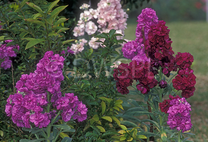 stock photo image: Flower, flowers, pURPLE, purple flower, purple flowers, stock, stocks, matthiola, incana, mattiola incana, garden, gardens, gillyflower, gillyflowers, gilly flower, gilly flowers.