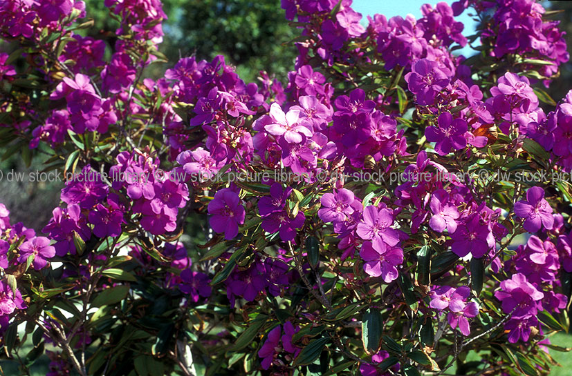 stock photo image: Flower, flowers, purple, purple flower, purple flowers, tibouchina, tibouchinas, lasiandra, lasiandras, melastomataceae, semidecandra, urvilleana, tibouchina urvilleana, tibouchina semidecandra, glory bush, glory bushes, shrub, shrubs.