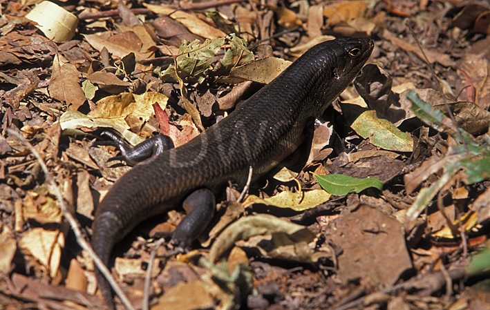 stock photo image: Animal, animals, reptile, reptiles, skink, skinks, Mullet, Mullets, Land Mullet, land mullets, Egernia, Egernia major, major, australian, australia, leaf, leaves.