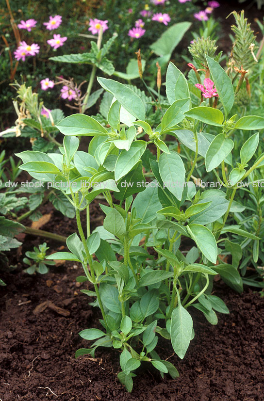 stock photo image: Herb, herbs, basil, lemon, lemon basil, ocimum, ocimum basilicum, citriodorum.