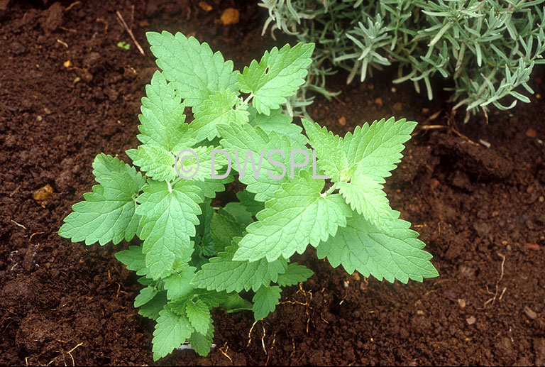 stock photo image: Herb, herbs, lamiaceae, labiatae, catmint, catnip, catswort, catnep, catrup, field balm, field wort, wort, worts, nepeta, cataria, nepeta cataria.