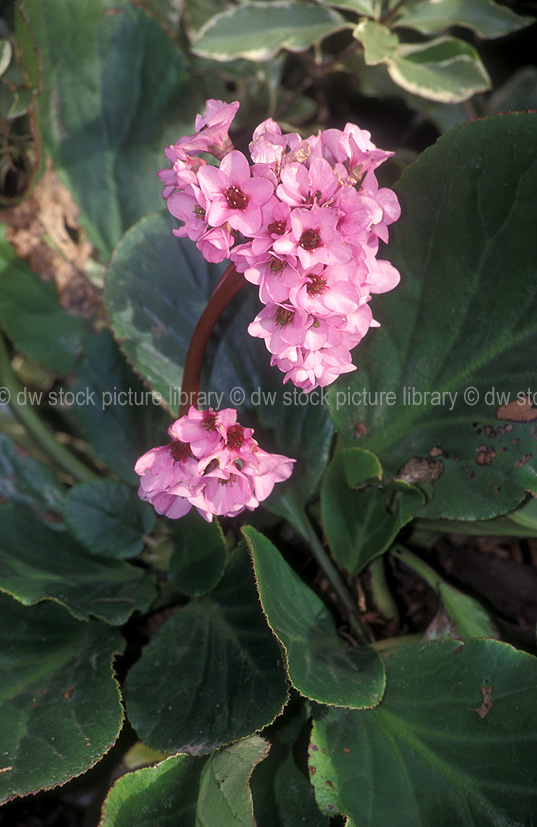 stock photo image: Flower, flowers, pink, pink flower, pink flowers, bergenia, bergenias, cordifolia, bergenia cordifolia, saxifraga, megasea, heartleaf bergenia, heart leaf bergenia.