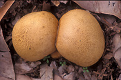 Fungus, fungi, puffball, puffballs, puff ball, puff balls, scleroderma, verrucosum, scleroderma verrucosum, gasteroid, gasteroid fungi, gasteroid fungus.