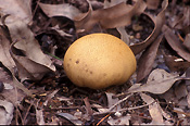 Fungus, fungi, puffball, puffballs, puff ball, puff balls, scleroderma, verrucosum, scleroderma verrucosum, gasteroid, gasteroid fungi, gasteroid fungus.
