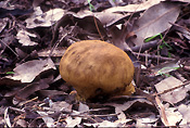 Fungus, fungi, puffball, puffballs, puff ball, puff balls, scleroderma, verrucosum, scleroderma verrucosum, gasteroid, gasteroid fungi, gasteroid fungus.