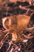 Fungus, fungi, puffball, puffballs, puff ball, puff balls, scleroderma, verrucosum, scleroderma verrucosum, gasteroid, gasteroid fungi, gasteroid fungus.