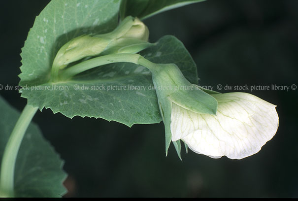 stock photo image: Vegetable, vegetables, pea, peas, pea flower, pea flowers, flower, flowers, white, white flower, white flowers, white, pisum, pisum sativum, sativum, earlicrop, earlicrop massey, earlicrop massey pea, earlicrop massey peas.