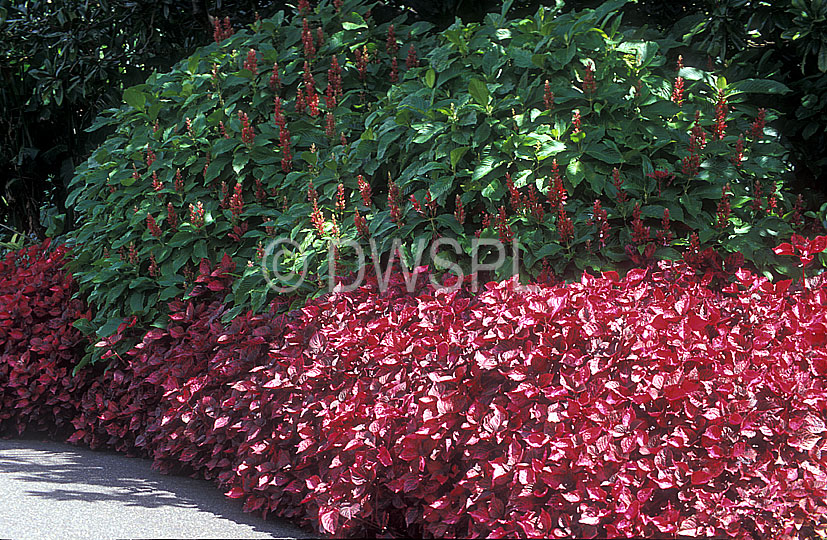 stock photo image: Flower, flowers, perennial, perennials, Iresine, Iresines, herbstii, amaranthaceae, Iresine herbstii, bloodleaf, bloodleafs, brilliantissima, red, red flower, red flowers, footpath, footpaths, path, paths, pathway, pathways.