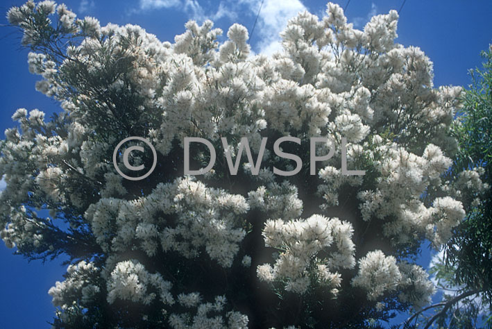 stock photo image: Tree, Trees, Melaleuca, Melaleucas, Melaleuca linariifolia, linariifolia, snow in summer, paperbark, paperbarks, paperbark tree, paperbark trees, flaxleaf paperbark, flaxleaf paperbarks, snowstorm, snow storm.