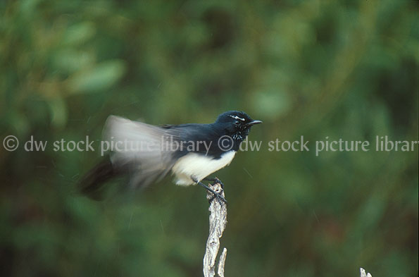 stock photo image: Animal, animals, australian, australian bird, australian birds, bird, birds, fantail, fantails, wagtail, wagtails, willie, willie wagtail, willie wagtails, rhipidura, leucophrys, rhipidura leucophrys, eyre, wa, western australia, australia, australilan.