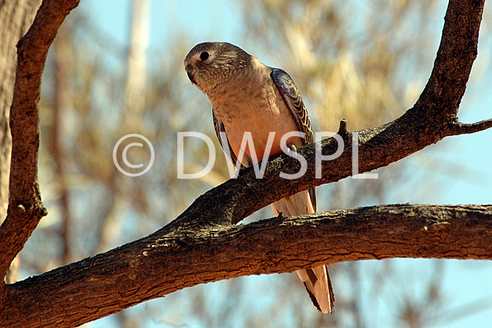 stock photo image: Animal, Animals, Bird, birds, australia, australian, Australian bird, Australian birds, parrot, parrots, bourkes parrot, bourkes parrots, bourke's parrot, bourke's parrots, grass parrot, grass parrots, bourkes grass parrot, bourkes grass parrots, neopsephotus, bourkii, neopsephotus bourkii, neophema, bourkii, neophema bourkii.