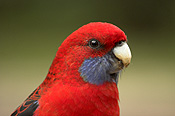 Animal, Animals, Bird, birds, parrot, parrots, australian bird, australian birds, Rosella, rosellas, crimson, crimson rosella, crimson rosellas, platycercus, elegans, platycercus elegans.