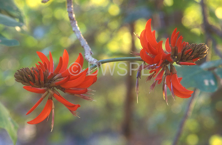 stock photo image: Flower, flowers, red, red flower, red flowers, tree, trees, coral, coral tree, coral trees, common coral tree, common coral trees, erythrina, sykesii, erythrina sykesii, indica, erythrina indica, variegata, erythrina variegata, sykes, sykes coral tree, sykes coral trees.