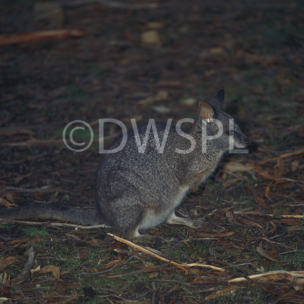 stock photo image: Animal, Animals, Australia, Australian, Australian animal, Australian animals, macropod, macropods, macropus, eugenii, maracopus eugenii, tamar, tamar wallaby, tamar wallabies, mammal, mammals, marsupial, marsupials, wallabia, kangaroo, kangaroos, wallaby, wallabies, tammar, tammar wallaby, tammar wallabies.