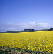 Agriculture, Canola, Canola crop, canola crops, canola field, canola fields, field, fields, crop, crops, oilseed, oilseed crop, oilseed crops, Brassica, brassica napus, oil, oils, NSW, New South Wales, Australia.