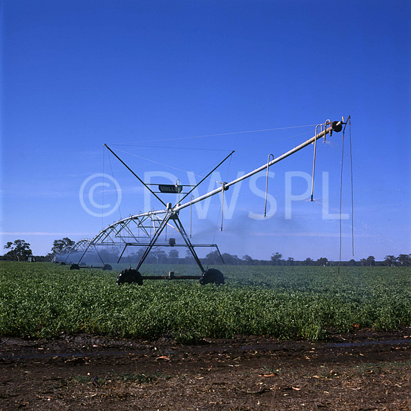 stock photo image: Farming, Farmland, farm, farms, Agriculture, potato, potatoes, irrigate, irrigates, irrigation, irrigating, rural, rural scene, rural scenes, spray irrigating, irrigator, irrigators, spray irrigation, Australia, Victoria, Vic, Koroit.