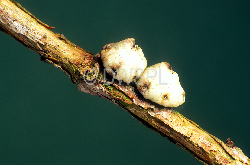 stock photo image: Insect, insects, pest, Pests, plant pests, plant pest, scale insect, scale insects, scale, scales, chinese, chinese wax scale, wax scale, wax scales, ceroplastes, sinensis, Ceroplastes sinensis.