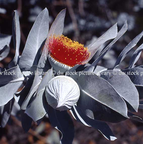 stock photo image: Tree, Trees, gum tree, gum trees, eucalyptus, eucalyptus tree, eucalyptus trees, eucalyptus macrocarpa, red flower, red flowers, Flora, flower, flowers, rose of the west, mottlecah, mottlecahs, myrtaceae.