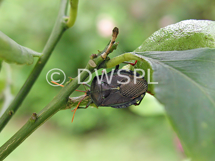 Citrus Tree Bugs