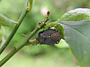 A ROYALTY FREE IMAGE OF: STINK BUG ON CITRUS TREE