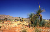 Australia, Australian, Australian desert, Australian deserts, Blackboy, Blackboys, black boy, black boys, grasstree, grasstrees, grass tree, grass trees, xanthorrhoea, Xanthorrhoea preissii, preissii, Great Victoria Desert, desert, deserts, desert scenes, Australia, WEstern Australia, grass tree, grass trees, outback, australian outback, outback australia, sky, skies, blue sky, blue skies, outback, australian outback, outback australia.