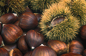 Nut, Nuts, Chestnut, Chestnuts, Food, Aesculus, sweet chestnut, sweet chestnuts, April Gold, Agriculture.