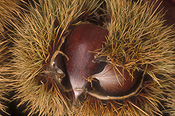 Nut, Nuts, Chestnut, Chestnuts, Food, Aesculus, sweet chestnut, sweet chestnuts, April Gold, Agriculture.