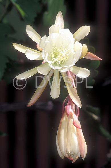 stock photo image: Flower, flowers, cactus, cacti, cactuses, epiphyllum, epiphyllums, epiphyte, epiphytes, white, white flower, white flowers, orchid cactus, orchid cacti, succulent, succulents.