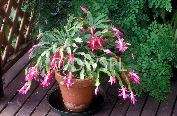 Graines De Zygocactus (Schlumbergera) - Paquet De 100 Graines Pour Plante En Pot, Facile à Cultiver