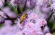 Insect, insects, bee, bees, flower, flowers, ageratum, floss flower, floss flowers.