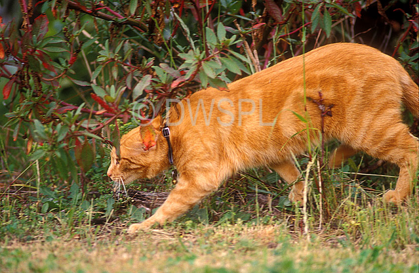 stock photo image: Animal, animals, bell, bells, collar, collars, felis, felis catus, feline, felines, mammal, mammals, placental mammal, placental mammals, cat, cats, carnivore, carnivores, carnivora, felidae, pet, pets, domestic animal, domestic animals, domestic, domestic cat, domestic cats, eye, eyes, cats eye, cats eyes, Animal, animals, felis, catus, felis catus, feline, felines, mammal, mammals, placental mammal, placental mammals, cat, cats, carnivore, carnivores, carnivora, felidae, pet, pets, domestic, domestic animal, domestic animals, ginger, ginger cat, ginger cats, hunt, hunts, hunting, hunter, hunters, collar, collars, cat collar, cat collars.