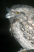Bird, birds, australian bird, australian birds, frogmouth, animal, animals, frogmouth, frogmouths, mopoke, mopokes, tawny frogmouth, tawny frogmouths, tawny frogmouth owl, tawny frogmouth owls, podargus, podargus strigoides.