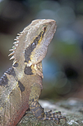 Animal, Animals, reptile, reptiles, australian reptile, australian reptiles, dragon, dragons, water dragon, water dragons, eastern water dragon, eastern water dragons, dragon lizard, dragon lizards, agamidae, eastern water dragons, physignathus lesueurii, physignathus, lesueurii, National Park, National Parks, Mount Warning, Mount Warning National park, NSW, New South Wales, Australia.