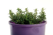 Herb, herbs, thyme, variegated, variegated thyme, thymus, pot, pots, potted, garden pot, garden pots, outdoor pot, outdoor pots, Daisy Jane,