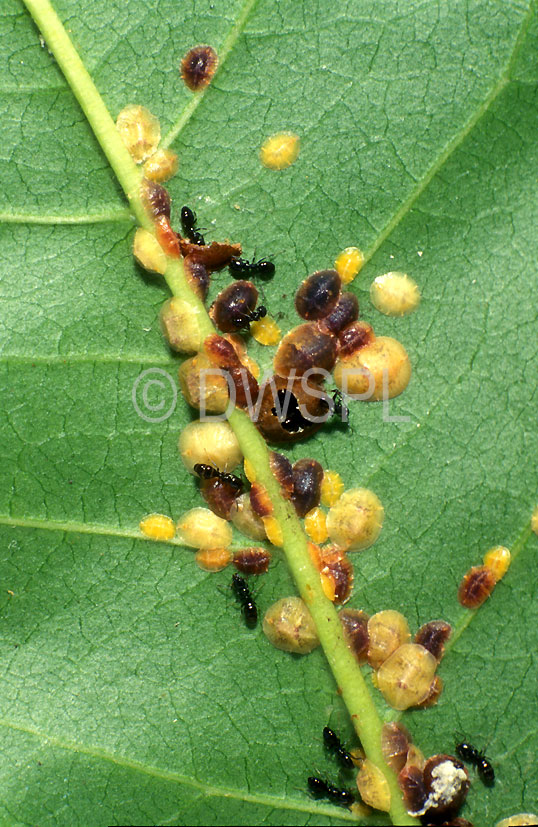 stock photo image: Insect, insects, Hemiptera, hemipterous, pest, pests, plant pest, plant pests, scale insect, scale insects, scale, scales, black, black scale, black scales.