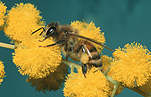 Insect, Insects, bee, bees, honey bee, Honey bees, apis, honey, Apis mellifera, honeybee, honeybees, native honeybee, native honeybees, native honey bee, native honey bees, acacia, acacias, wattle, mimosa, acacia tree, acacia trees, flower, flowers, yellow, yellow flower, yellow flowres.